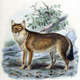 Illustration for article titled Wednesday Woof - Dusicyon australis Extinct Edition